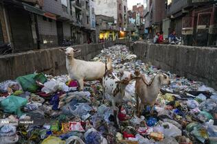 بزها به دنبال غذا در کانالی پر از زباله های پلاستیکی در دهلی نو، هند