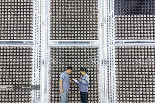 شرکت پرورش و فرآوری چوب قارچ در چینگدائو، چین 