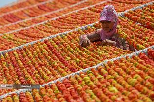 مزرعه صیفی‌جات در غازیانتپ، ترکیه