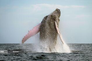 نهنگ گوژپشت در نزدیکی جزیره ایگوانا، پاناما 