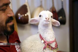 میکائیل آگداس نوازنده تار، با بره خود در قونیه، ترکیه