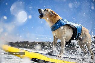 مسابقات قهرمانی موج سواری جهانی سگ در پاسیفیکا، کالیفرنیا