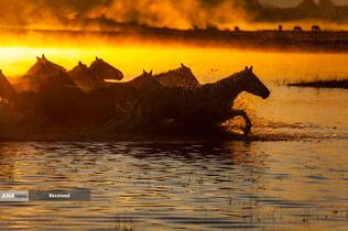 عبور اسب‌ها از تالاب در منطقه دیدنی Wulan Butong در چین