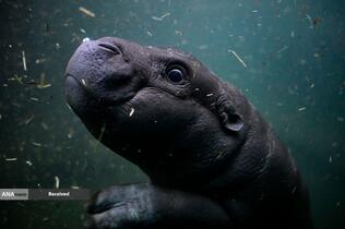 اسب آبی به نام تونی در استخر باغ جانورشناسی در برلین