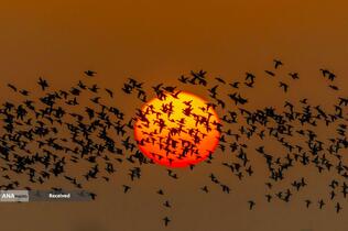 منظره غروب خورشید در منطقه حفاظت شده ملی تالاب Hongze Lake در سوچیان، چین