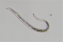 Int&rsquo;l Student in Southern Iran Registers New Species of &ldquo;Nematodes&rdquo;