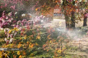 گل های داوودی