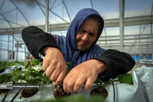 تولید ملی برای آبادانی مناطق محروم