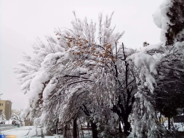 دانشگاه آزاد اسلامی واحد قم در یک روز برفی