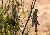 احتمال حمله ملخ صحرایی به استان‌های جنوبی/  امکان سمپاشی روزانه ۱۶ هزار هکتار