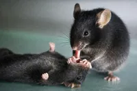 موش‌ها با کمک‌های اولیه یکدیگر را نجات می‌دهند