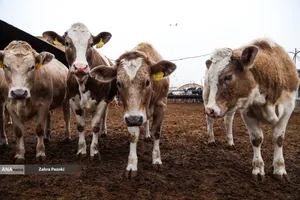 خودکفایی در تولید شیر