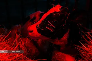 خودکفایی در تولید شیر