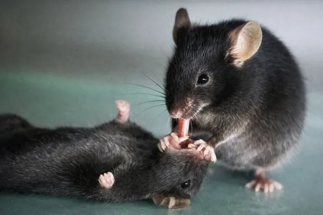 موش‌ها با کمک‌های اولیه یکدیگر را نجات می‌دهند