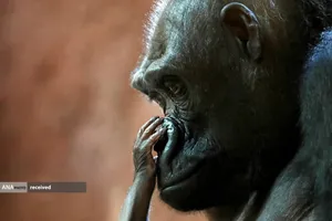 گوریل و بچه یک روزه&zwnj;اش در محوطه باغ وحش پراگ، جمهوری چک