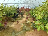 سرای نوآوری گیاهان زینتی؛ از اشتغال‌زایی تا صادرات