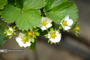 تولید ملی برای آبادانی مناطق محروم