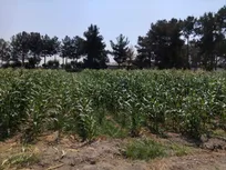 گام بلند دانشگاه آزاد در مسیر خودکفایی تولید بذر هیبریدی