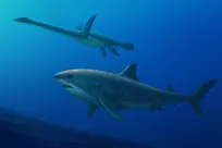 کوسه‌ای غول‌پیکر، عصر دایناسور‌ها را از نو تعریف می‌کند