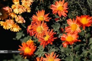 گل های داوودی