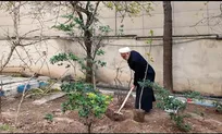 حجت‌الاسلام والمسلمین محسنی اژه‌ای، یک اصله نهال غرس کرد+ فیلم