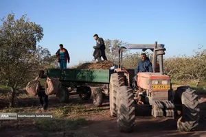 تولید برای محرومیت زدایی - باغ پسته