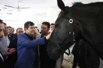 دنیامالی: باید مجموعه سوارکاری نوروزآباد بازسازی شود/ احیای زمین چوگان در اولویت پروژه قرار گیرد