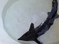 هدفگذاری برای تولید ۲۵ تن گوشت ماهی خاویاری؛ استحصال خاویار به ۱۰۰ کیلو می‌رسد