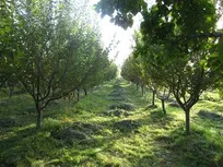 بررسی باغ‌بودن یا نبودن املاک بر اساس ضوابط قانونی انجام می‌شود