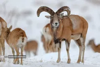 برف، میهمان خانه کل‌و‌میش ها