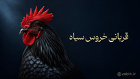 قربانی خروس سیاه؛ فواید، آداب و سفارش آنلاین