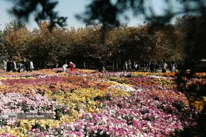 گل های داوودی