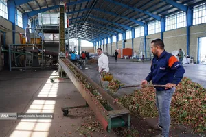 تولید برای محرومیت زدایی - باغ پسته