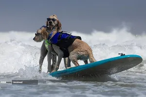 مسابقات جهانی موج سواری با سگ در پاسیفیکا، کالیفرنیا