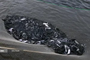 برداشت شب یلدایی ماهی قزل آلا