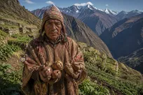 چگونه یک محصول کشاورزی مسیر تکامل را تغییر داد