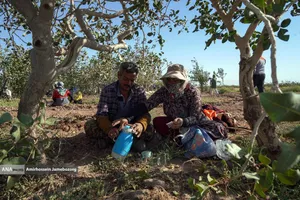 تولید برای محرومیت زدایی - باغ پسته