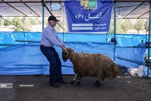 بازار عرضه بهداشتی دام زنده در عید قربان
