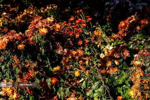 گل های داوودی