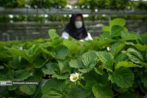 تولید ملی برای آبادانی مناطق محروم