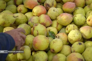 توانمندی اقتصادی برای رفع محرومیت - باغ گلابی