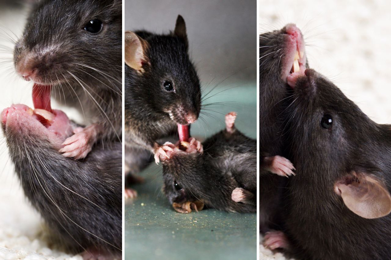 رفتاری شبیه کمک‌های اولیه در موش‌ها دیده شد