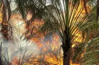 خسارت ۱۰۰ میلیاردی با سوختن ۲۵ هزار نخل در آبادان/نابودی یک چهارم صادرات خرما، راه جبران چیست؟