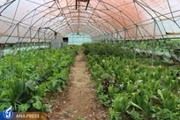 اخبار خوش برای دانشجویان رشتی/ از راه‌اندازی گلخانه‌ و  مرغداری تا ایجاد دانشکده کشاورزی هوشمند