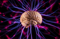 Scientists Uncover the Brain&rsquo;s Secret for Coordinating Fast and Slow Information