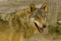 شناسایی گرگاس؛ حیوانی با ژن سگ و گرگ