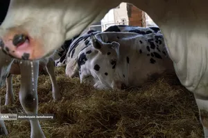 رفع محرومیت با تولید ملی - گاوداری