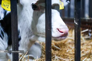 خودکفایی در تولید شیر