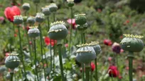 گام مهم دولت و ستاد مبارزه با موادمخدر برای پایان وابستگی به واردات مواد اولیه دارویی/ کشت خشخاش همچنان جرم محسوب می‌شود