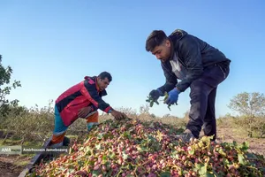 تولید برای محرومیت زدایی - باغ پسته